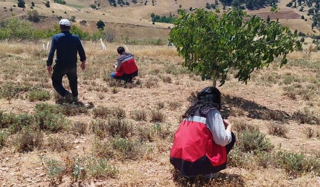 Kütahya’da Adaçayı Tarlaları Denetlendi! Numuneler Alındı