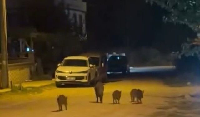 Yaban domuzları yerleşim alanına indi