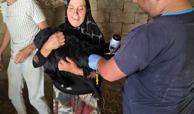 Emet'te hayvan sağlığı çalışmaları gerçekleştirildi