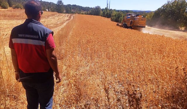 Domaniç'te üreticiye dev destek: Yüzde 75 hibe destekli aspir hasadı başladı