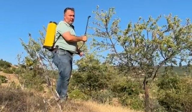 Kütahya'da köyde tarla boş kalmasın diye diktiği badem ağaçları yüzünü güldürdü
