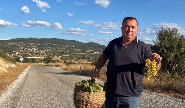 Kütahya'da üzüm bereketi üreticinin yüzünü güldürdü