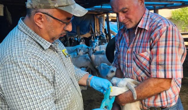 Emet'te küçükbaş hayvanlar için küpeleme ve aşı uygulaması gerçekleştirildi