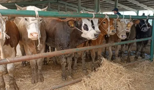Gediz’de canlı hayvan pazarının günü belli oldu