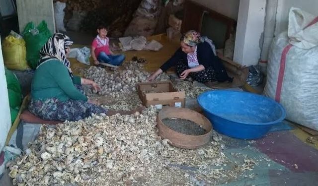 Kütahya'da üreticilere müjde! Haşhaş tohumu alımı yapılacak: Fiyat açıklandı