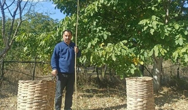 Emet'te ceviz hasadı başladı, tüketicilerden yoğun ilgi görüyor
