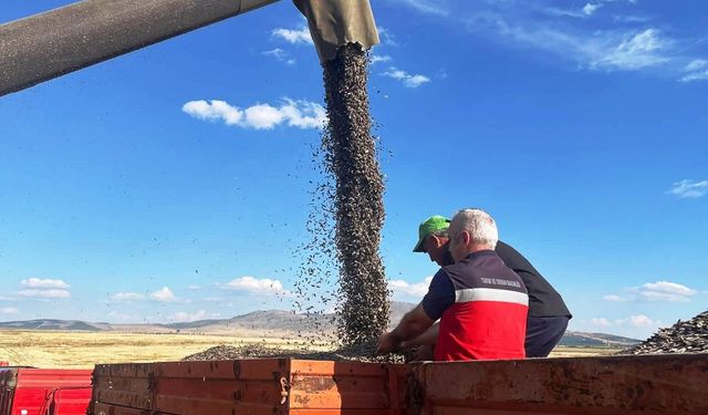 Altıntaş’ta ayçiçeği tarlalarında hasat denetimi
