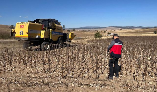 Aslanapa'da ayçiçeği hasat kontrolleri gerçekleştirildi