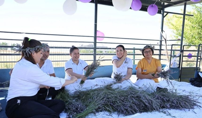 Lavanta ve kekik tarlalarından renkli kareler çıktı