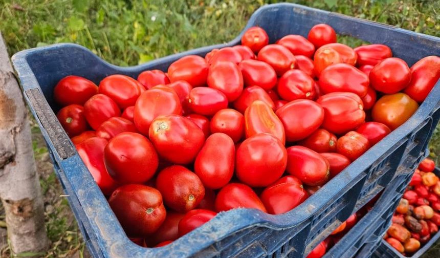 Binlerce hasat bekleniyor, kilosu 4 liradan satılıyor