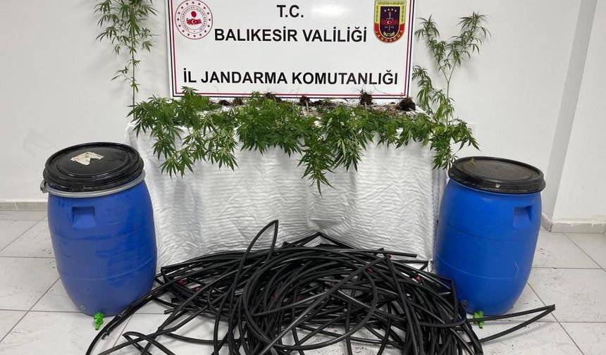 Tarla, zehir bahçesi çıktı: 1 tutuklama