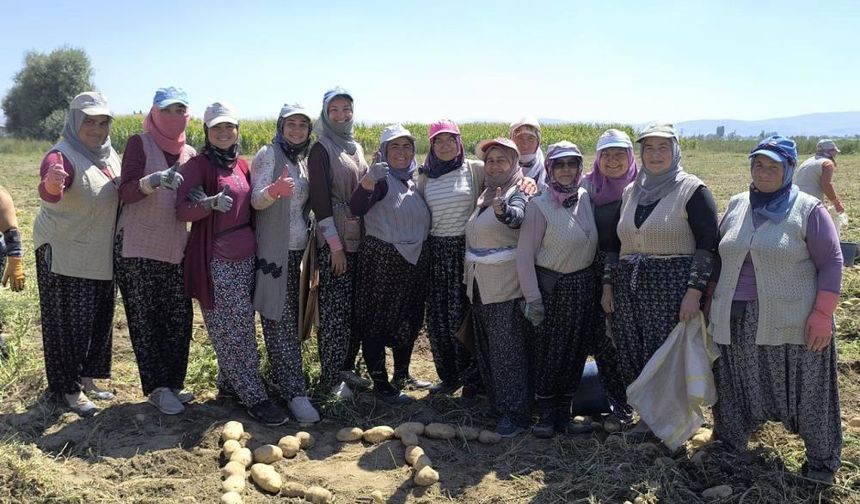 Patateste verim çiftçilerin yüzünü güldürdü
