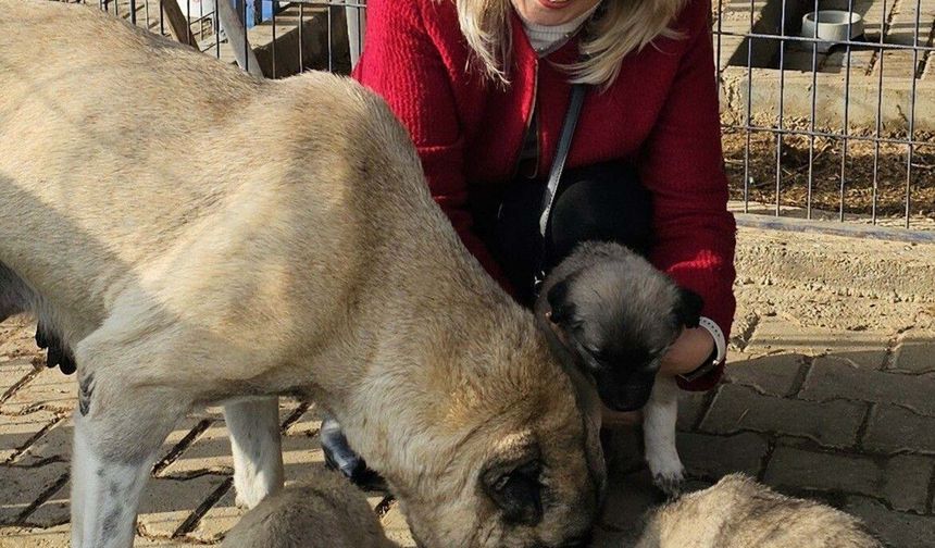 Emekli Öğretmenin Kaktüsleri Can Dostlarına Umut Oldu