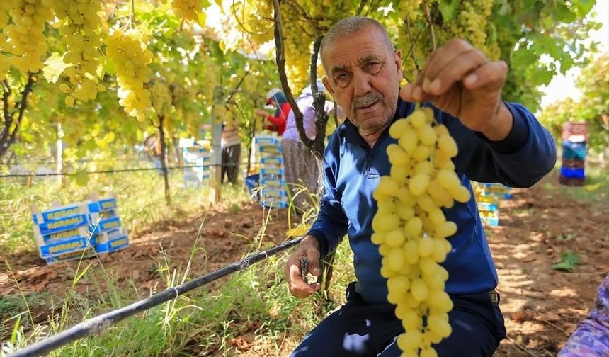 Bağcının yüzü asıldı: Üzüm fiyatları geriledi