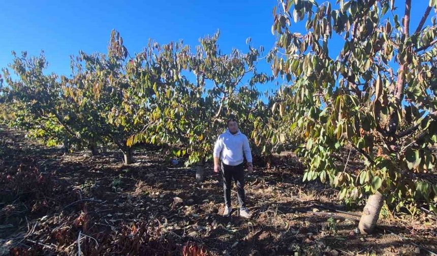 Kiraz üreticisi devletten aldığı destekle nefes aldı