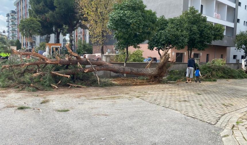 Kuruyan çam ağacı yol ortasına devrilerek panik yarattı