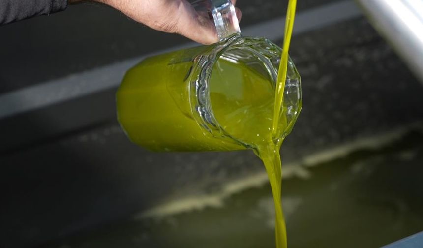 Türkiye'de satılan zeytinyağının yüzde 65'i ‘Ayvalık zeytinyağı' adı taşıyor