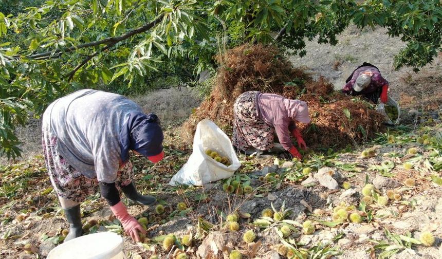 Kestane üretiminde hasat telaşı başladı