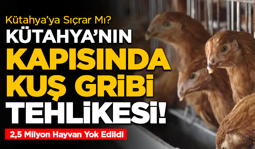Kütahya’nın Kapısında Kuş Gribi Tehlikesi! 2,5 Milyon Hayvan Yok Edildi