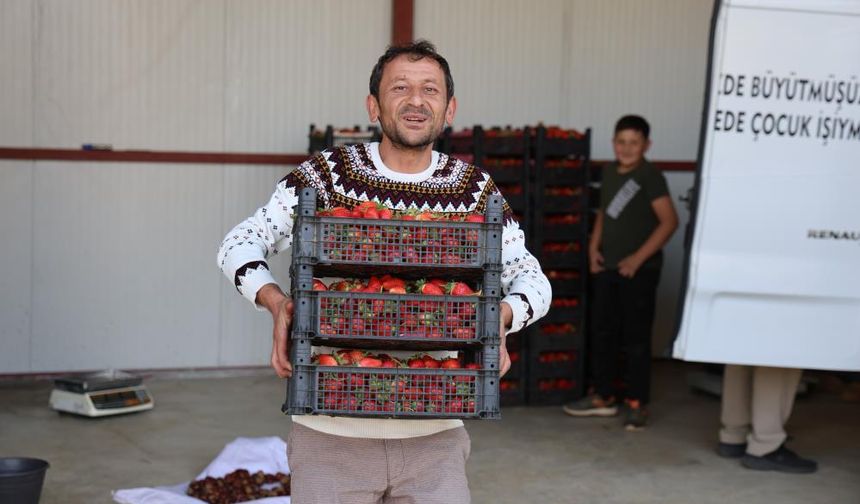 Barbunya başkentinde işler çileğe döndü