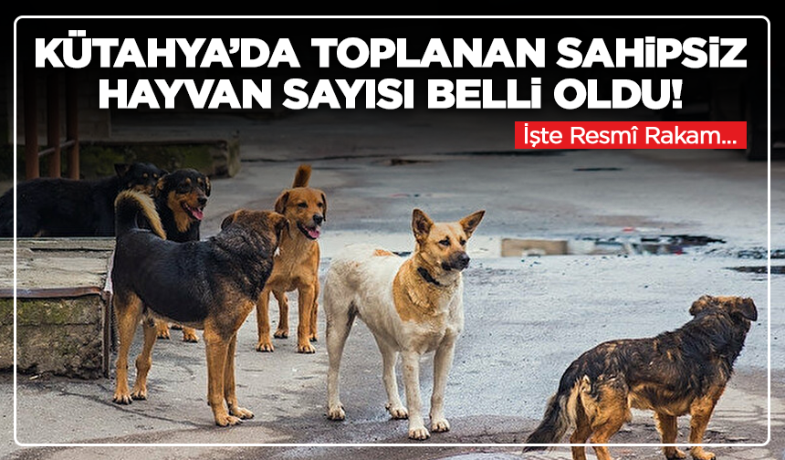 Kütahya’da Toplanan Sahipsiz Hayvan Sayısı Belli Oldu! İşte Resmî Rakam...