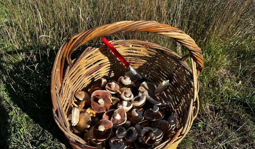 Mantar toplayıcısı uyardı: ''Sararan mantar şakaya gelmez''