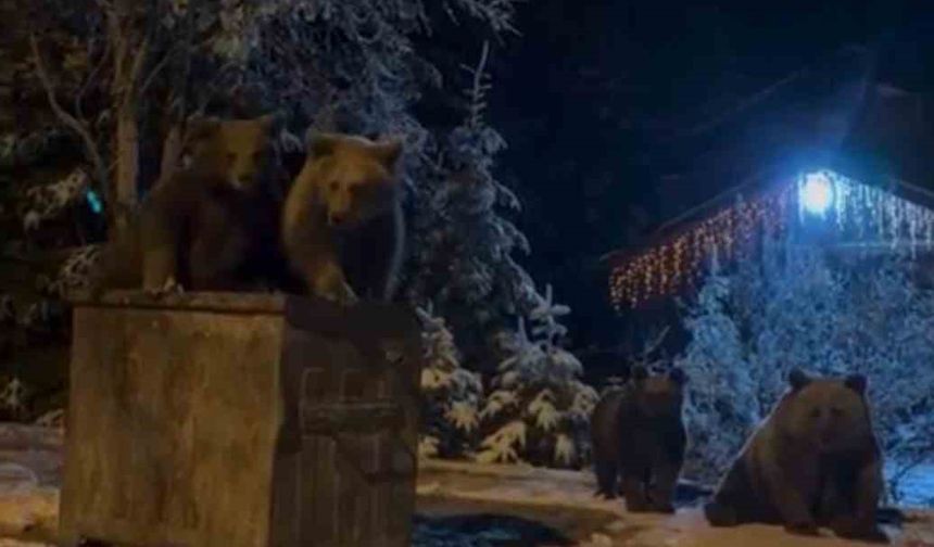 Kış Uykusunu Reddeden Ayılar Böyle Görüntülend