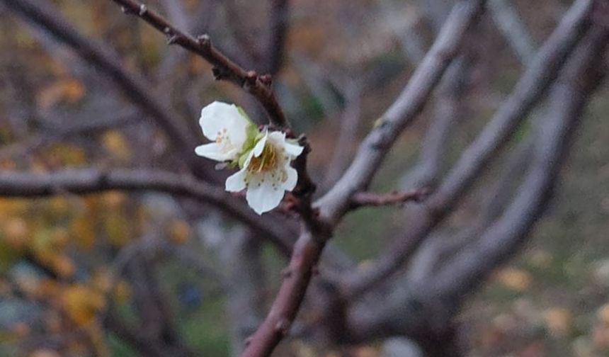 Kışın ortasında bahar sürprizi: İnatçı erik çiçek açtı