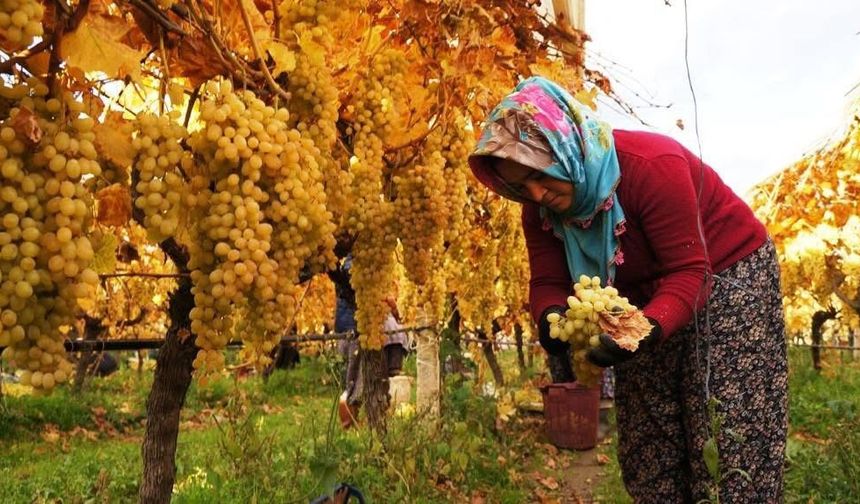 Üretici Dertli: Girdi Yüksek, Üzüm Fiyatı Düşük