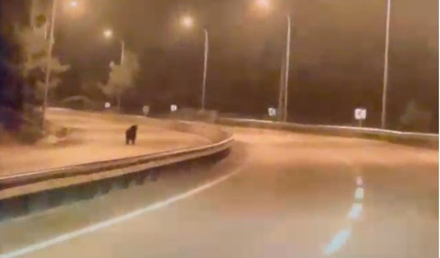 Yola inen ayı telefon kameralarına yansıdı