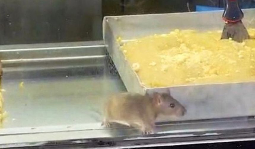 Börekçide gezen fare mide bulandırdı