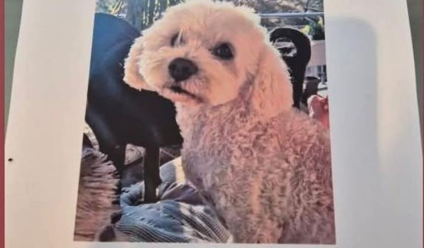 Kayıp köpeğini bulana 10 bin TL ödül vereceğini açıkladı