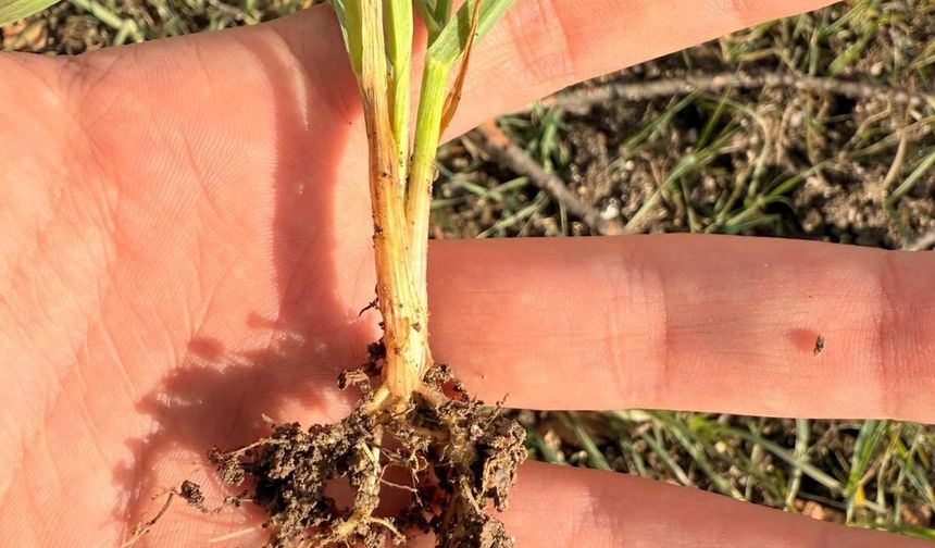 Şaphane’de Meyve ve Hububat Takibi Başladı