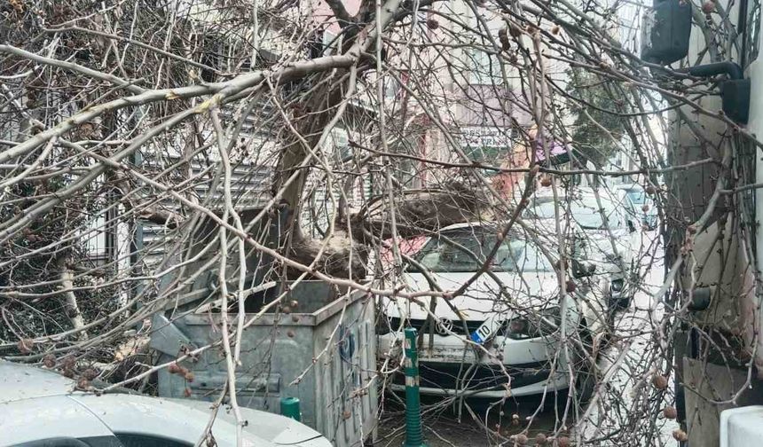 Bir Anda Oldu: Dev Çınar Araçların Üzerine Devrildi