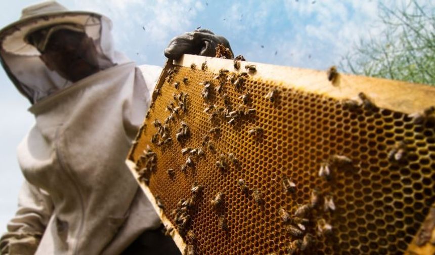 Kütahya’da arıcılara büyük destek: %50 hibeli arı yemi dağıtımı başladı