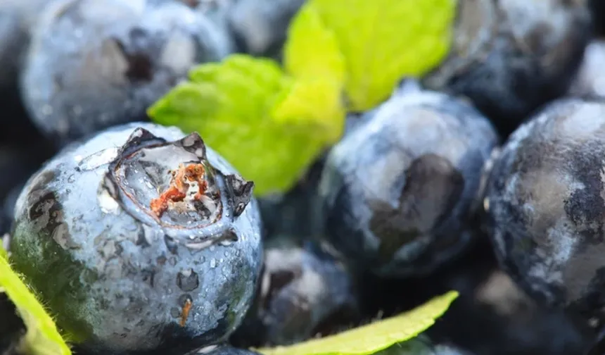 Mor mucizenin gücü: Düzenli tüketenlerde kalp ve bilişsel performans artıyor