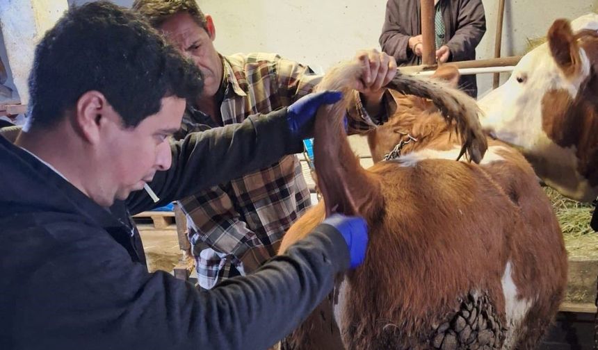 Emet’te hayvan sağlığı için kritik adım: Sero-surveyans süreci