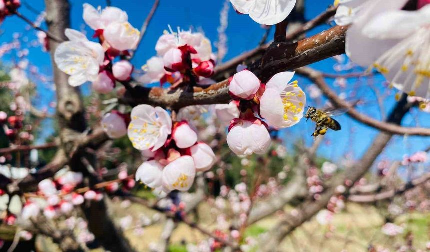 Sert çekirdekli meyveler için 'Monilya' uyarısı