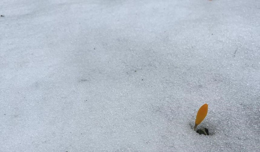 Simav’da baharın ilk işareti: Çiğdemler karı delip çıktı