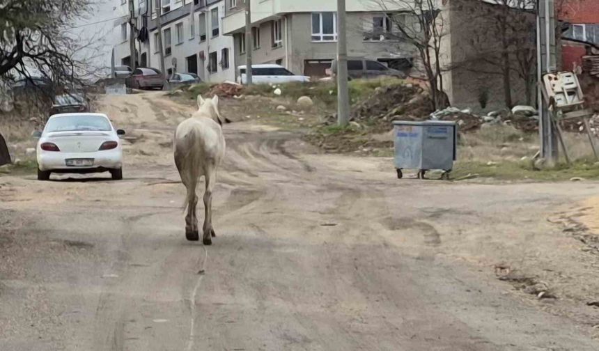 Sokaklarda at alarmı: Sürücüler zor anlar yaşadı