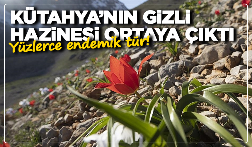 Kütahya’nın gizli hazinesi ortaya çıktı: Yüzlerce endemik tür!