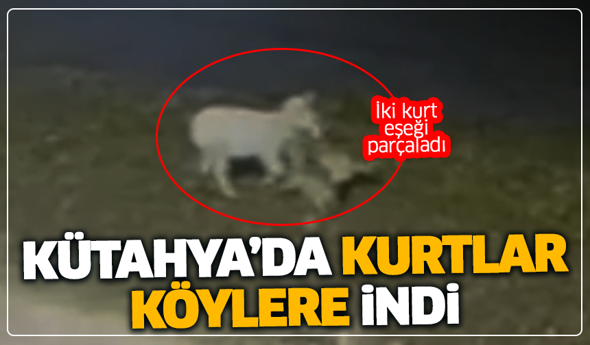 Kütahya’da kurtlar köylere indi: Güvenlik kamerası kaydetti
