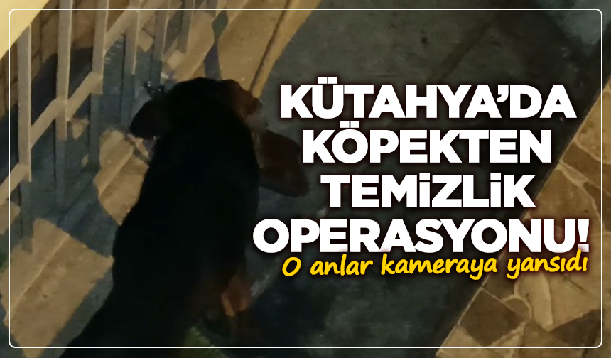 Kütahya’da köpekten temizlik operasyonu! O anlar kameraya yansıdı