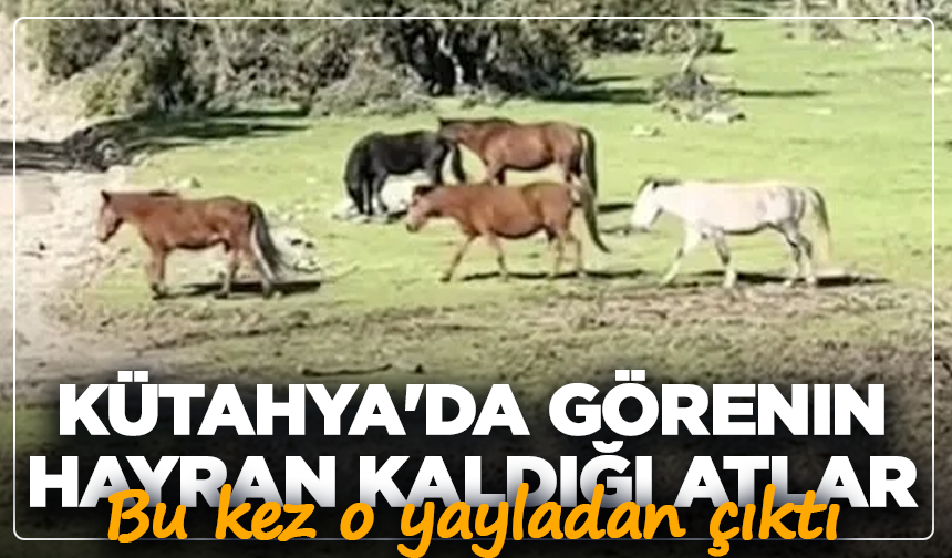 Kütahya'da görenin hayran kaldığı atlar bu kez o yayladan çıktı