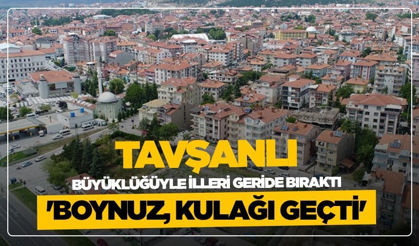 'Boynuz, kulağı geçti': Tavşanlı büyüklüğüyle illeri geride bıraktı