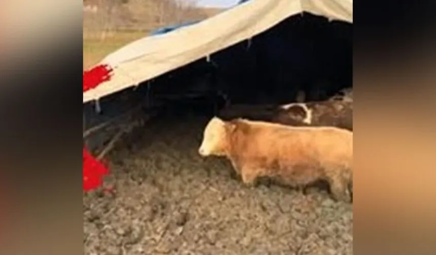 Sosyal medyaya düşen görüntüler sonrası bakanlık harekete geçti!