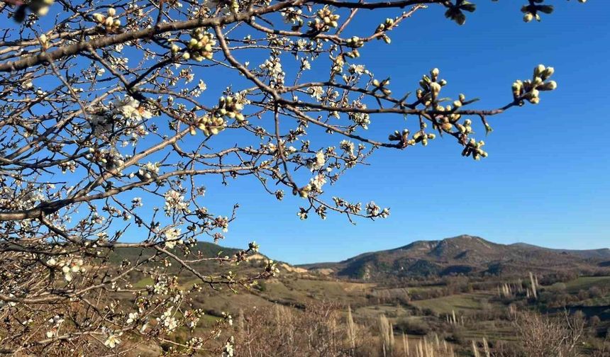 Kütahya'da badem ağaçları Mart gelmeden çiçek açtı