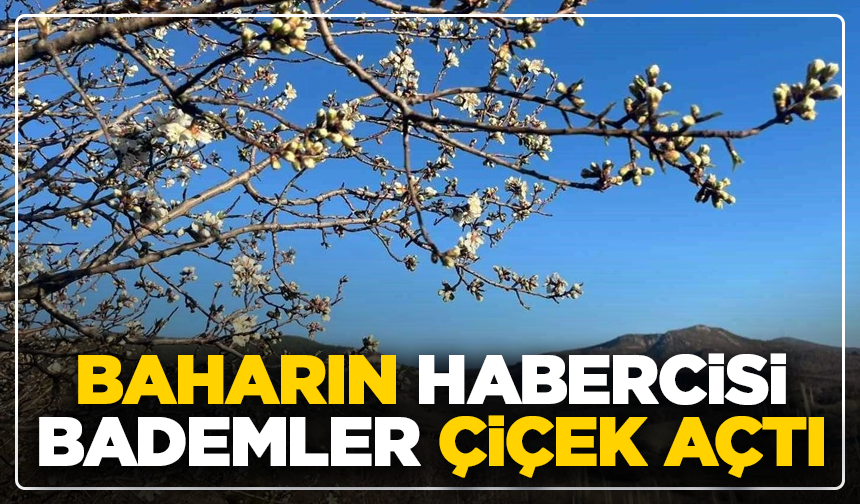 Kütahya'da badem ağaçları Mart gelmeden çiçek açtı