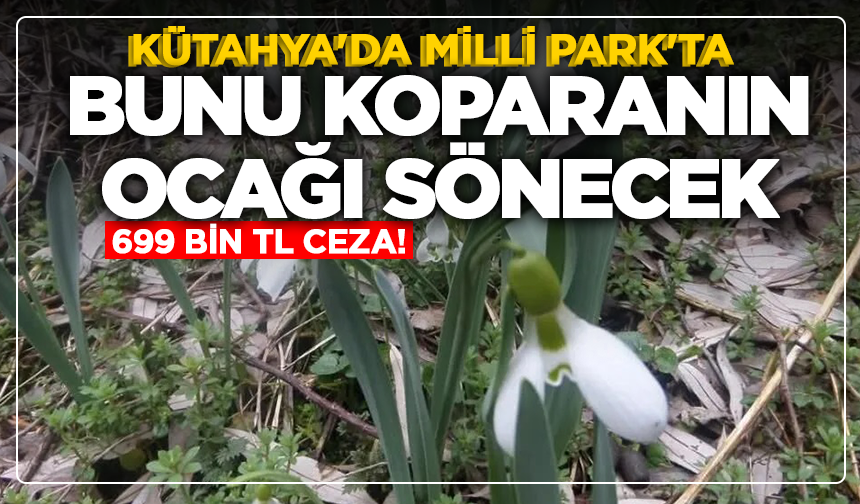 Kütahya'da Milli Park'ta bunu koparanın ocağı sönecek: 699 bin TL ceza!