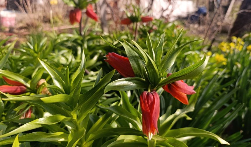 Kütahya’da 20 Günlük Ters Lale Görsel Şöleni Başladı